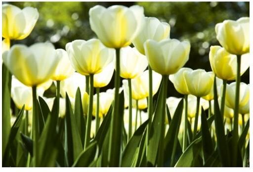 Fleece kuvatapetti White tulips 375x250 cm Fleece kuvatapetti White tulips 375x250 cm