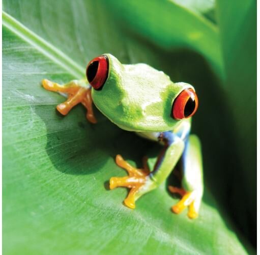 Lattiatarra Frog 170x170 cm Lattiatarra Frog 170x170 cm