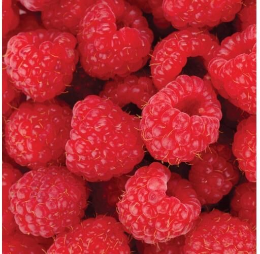 Lattiatarra Raspberries 170x170 cm Lattiatarra Raspberries 170x170 cm