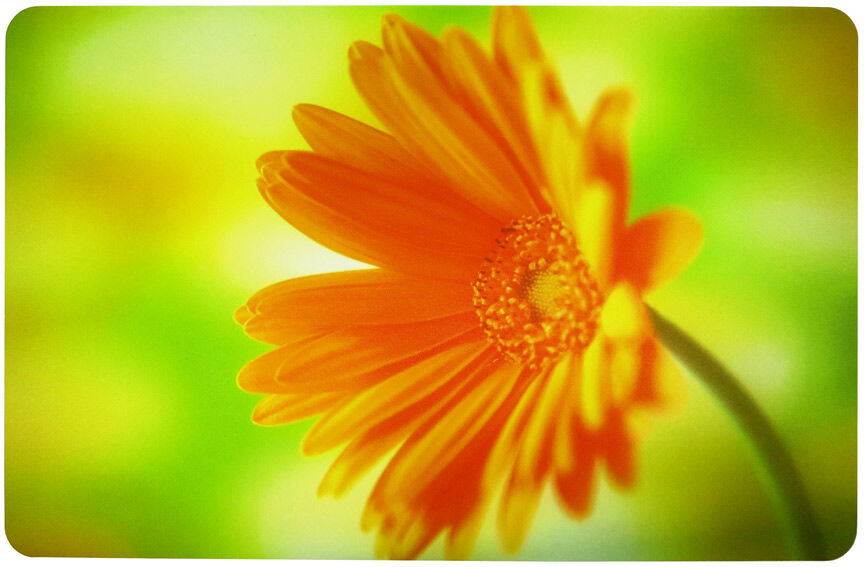 Pöytätabletit GERBERA, 4 kpl Pöytätabletit GERBERA, 4 kpl