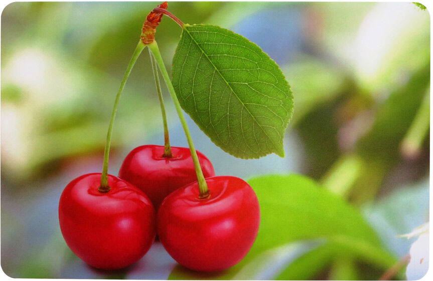 Pöytätabletit KIRSIKKA, 4 kpl Pöytätabletit KIRSIKKA, 4 kpl