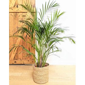 Réconciliation Végétale Pablo, Palmier areca 120 cm + cache-pot Vert