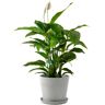 Flowy Plante d'intérieur - Spathiphyllum 100 cm en pot blanc gris Vert 100x100x100cm