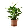 Flowy Plante d'intérieur - Spathiphyllum 100 cm en pot terra Vert 100x100x100cm