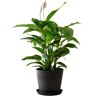 Flowy Plante d'intérieur - Spathiphyllum 100 cm en pot noir Vert 100x100x100cm