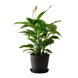 Flowy Plante d'intérieur - Spathiphyllum 100 cm en pot noir