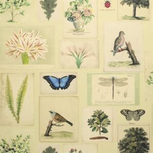 John Derian Papier Peint Flora And Fauna