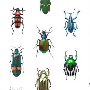 Curious Collections Papier Peint Coleoptera