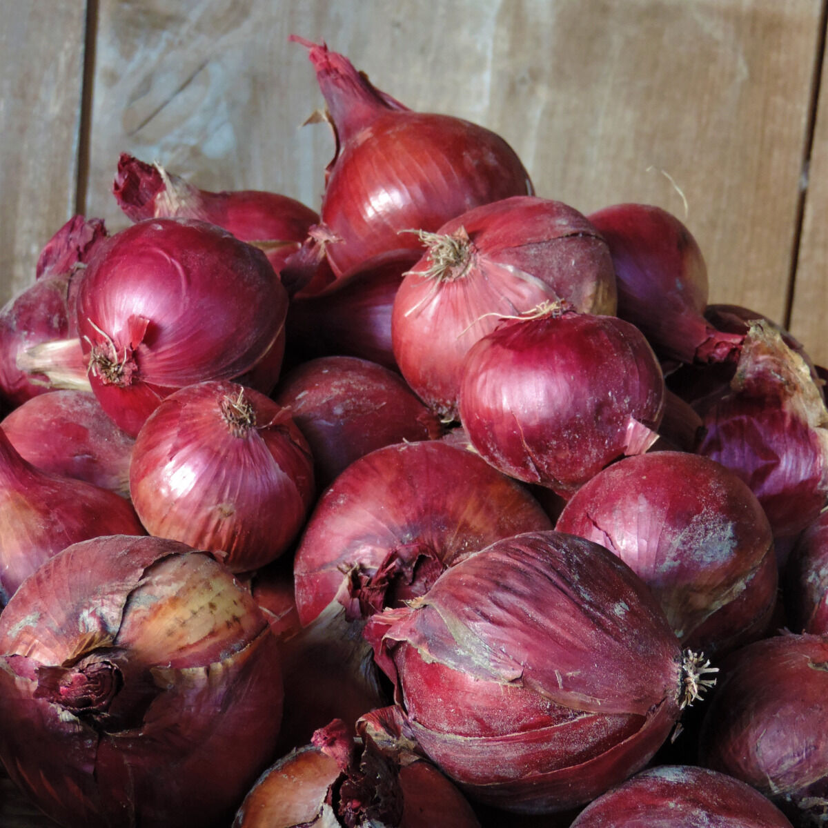 Oignons Rouges Bio Filets 2,5kg - En direct de La Ferme du Polder Saint-Michel (Manche)