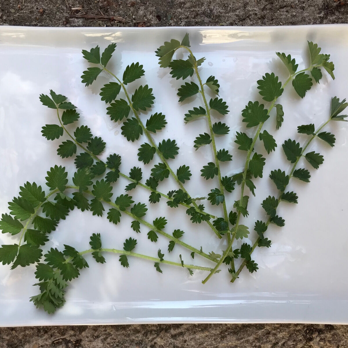 Pimprenelle Fraiche Bio - En direct de Le Jardin des Antipodes (Alpes-Maritimes)