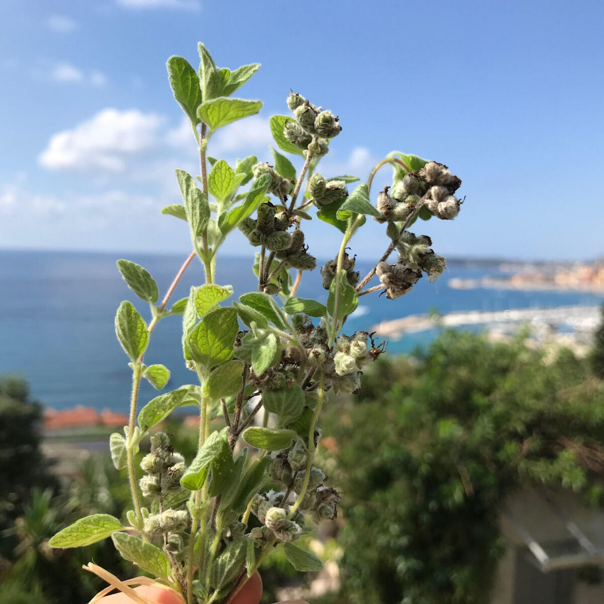 Za'atar Frais Bio - Botte De 10g - En direct de Le Jardin des Antipodes (Alpes-Maritimes)