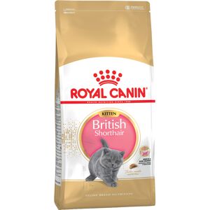 10kg Kitten British Shorthair Royal Canin Croquettes pour chat