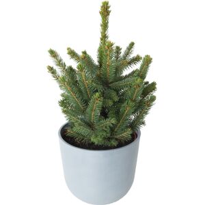 Flowy Sapin de Noel naturel en pot H60cm - EPICEA PUNGENS