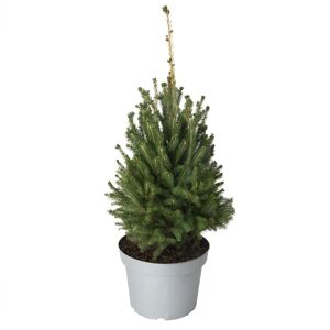 Flowy Sapin de Noel naturel en pot H110cm - EPICEA PUNGENS