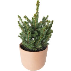 Flowy Sapin de Noel naturel en pot H60cm - EPICEA PUNGENS