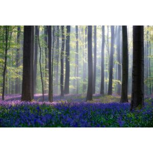 Hexoa Tableau nature jacinthes et sous-bois imprime sur alu 120x80cm