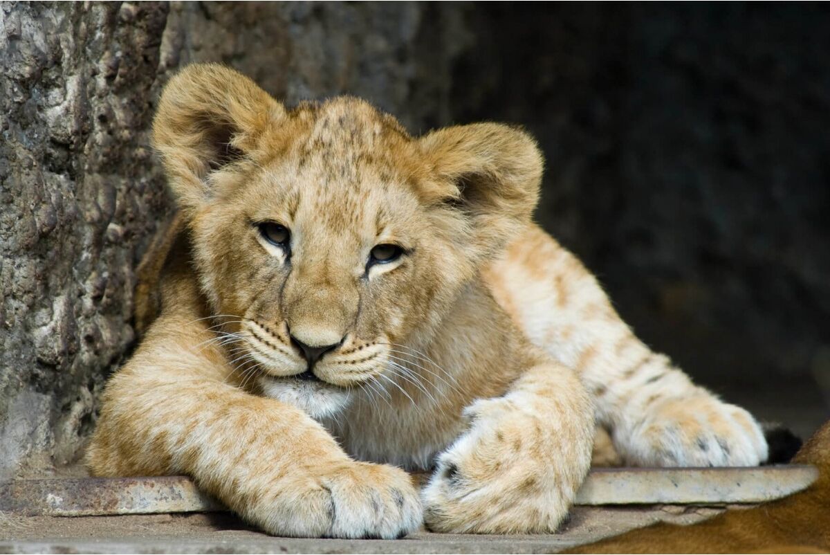 Ceanothe Tableau sur verre lion cub 45x65 cm