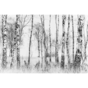 Hexoa Tableau bouleaux en monochrome Tableau plexiglas 60x40cm