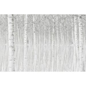 Hexoa Tableau nature perspective trees imprime sur toile 90x60cm