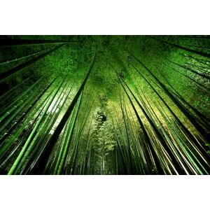 Hexoa Tableau nature foret de bambous a kyoto Tableau plexiglas 120x80cm