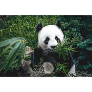 Ceanothe Tableau sur verre panda qui mange 45x65 cm