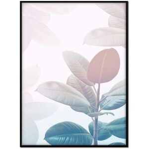 Momark Affiche avec cadre noir - Ficus ensoleille - 50x70