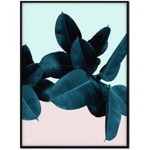 Momark Affiche cadre noir - Ficus fond bleu et rose - 50x70