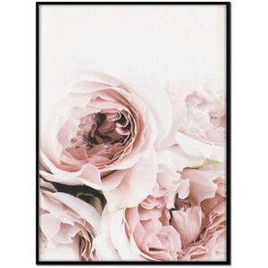 Momark Affiche avec cadre noir - Four Roses - 50x70