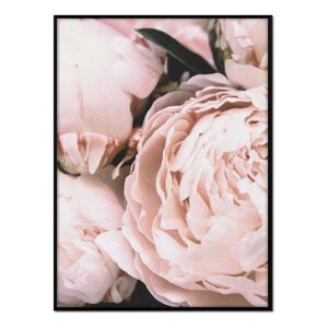 Momark Affiche avec cadre noir - Roses en gros plan - 50x70