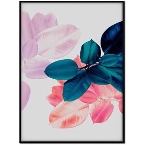 Momark Affiche avec cadre noir - Ficus tres colore - 50x70