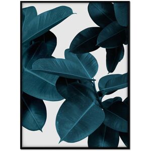 Momark Affiche avec cadre noir - Ficus fond blanc - 50x70