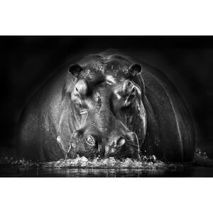 Hexoa Tableau animaux portrait hippo toile imprimee 120x80cm