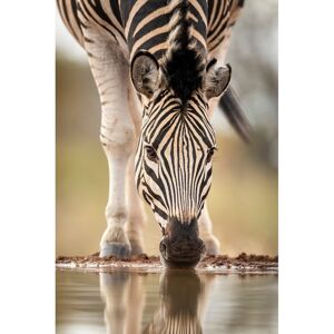 Ceanothe Tableau sur verre zebre boit 45x65 cm