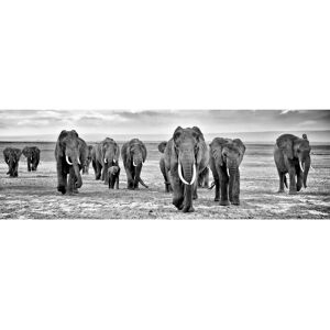 Ceanothe Tableau sur toile troupeau d'elephants noir & blanc 45x135 cm