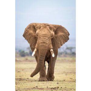 Ceanothe Tableau sur verre portrait elephant 45x65 cm