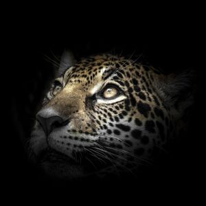 Ceanothe Tableau sur verre synthetique regard leopard 90x90 cm