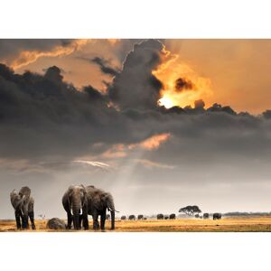 Ceanothe Tableau sur verre synthetique troupeau d'elephants 80x120 cm