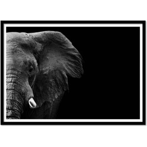 Wall Editions Affiche 50x70 cm et cadre noir - Elephant face - 1x