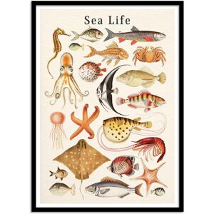 Wall Editions Affiche 50x70 cm et cadre noir - Sea life collection - Gal Design