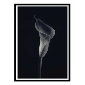 Wall Editions Affiche 50x70 cm et cadre noir - Calla lily - Lotte Grønkjær