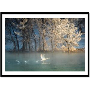 Wall Editions Affiche 50x70 cm et cadre noir - Spirit of a swan - C.Mei