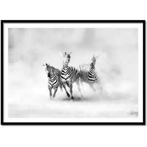 Wall Editions Affiche 50x70 cm et cadre noir - ZEBRAS - Juan Luis Duran