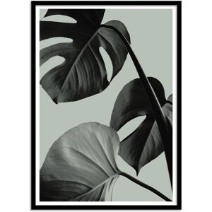 Wall Editions Affiche 50x70 cm et cadre noir - Monstera Teal 7 - 1x Studio