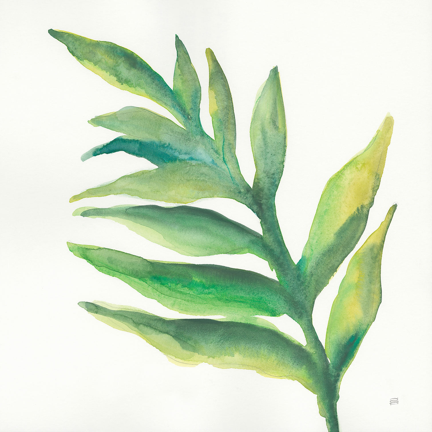 Hexoa Tableau Plante aloe watercolor imprimé sur toile 100x100cm