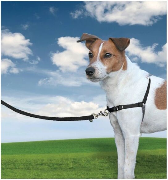 PetSafe Harnais Easy Walk / M / 51 - 71 cm : Border-Collie, Epagneul