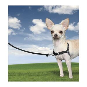 PetSafe Harnais Easy Walk / S / 38 - 51 cm : Jack Russel, Yorkshire Terrier