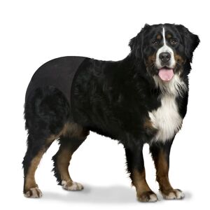 Duvoplus Culotte Pour Chiens 60-70cm