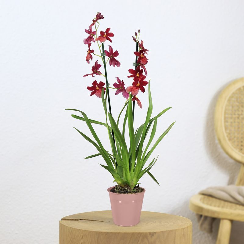 Cambria Nelly isler - Interflora - Livraison orchidée