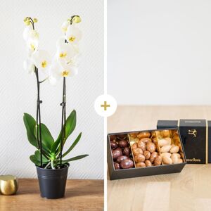 Orchidée et Chocolats - Idée Cadeau Interflora - Livraison en