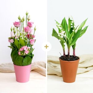 Bonne Etoile et son pot de muguet - Livraison de fleurs - Interflora